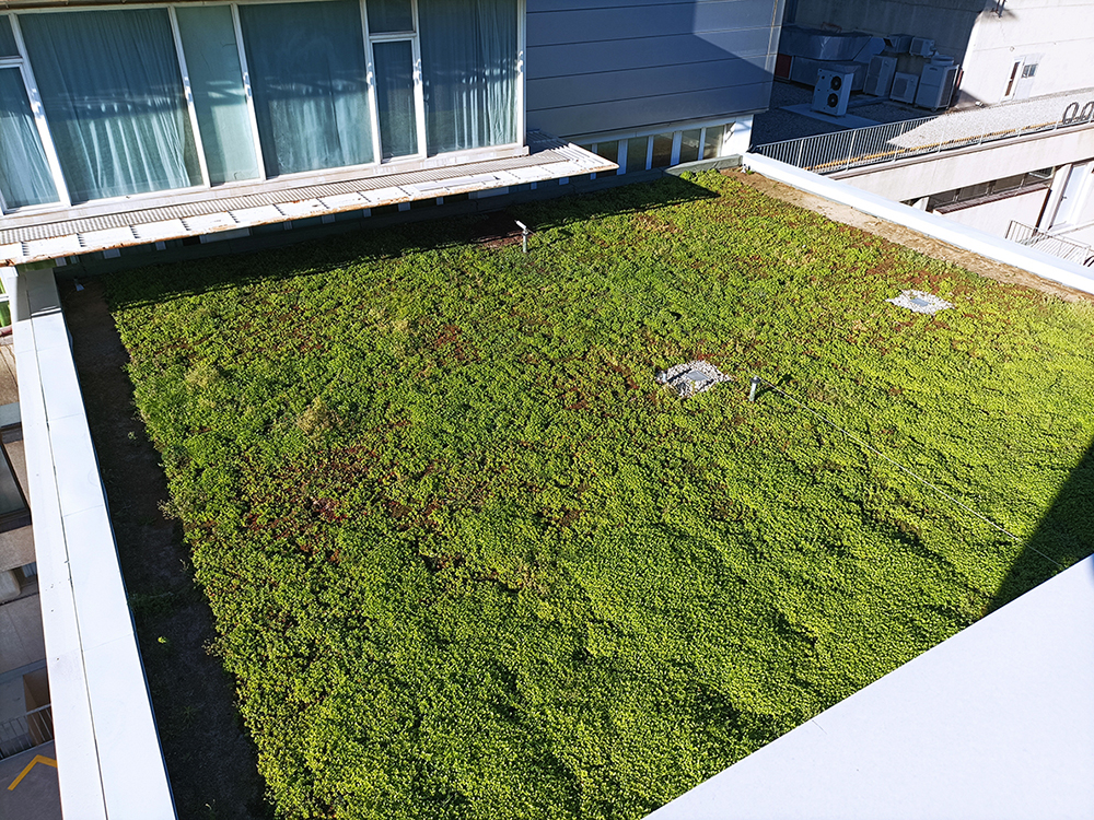 coberta-granollers-sedum-coberta-vegetal