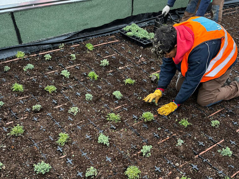 coberta-verda-arroyomolinos-2