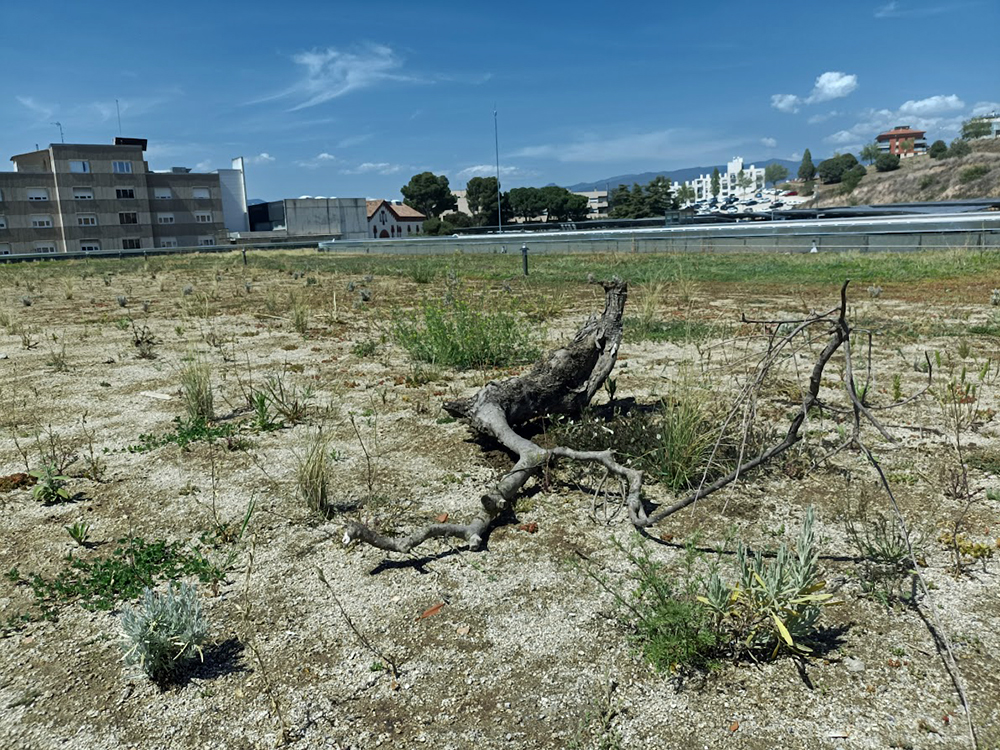 coberta-verda-biodiversa-granollers-1