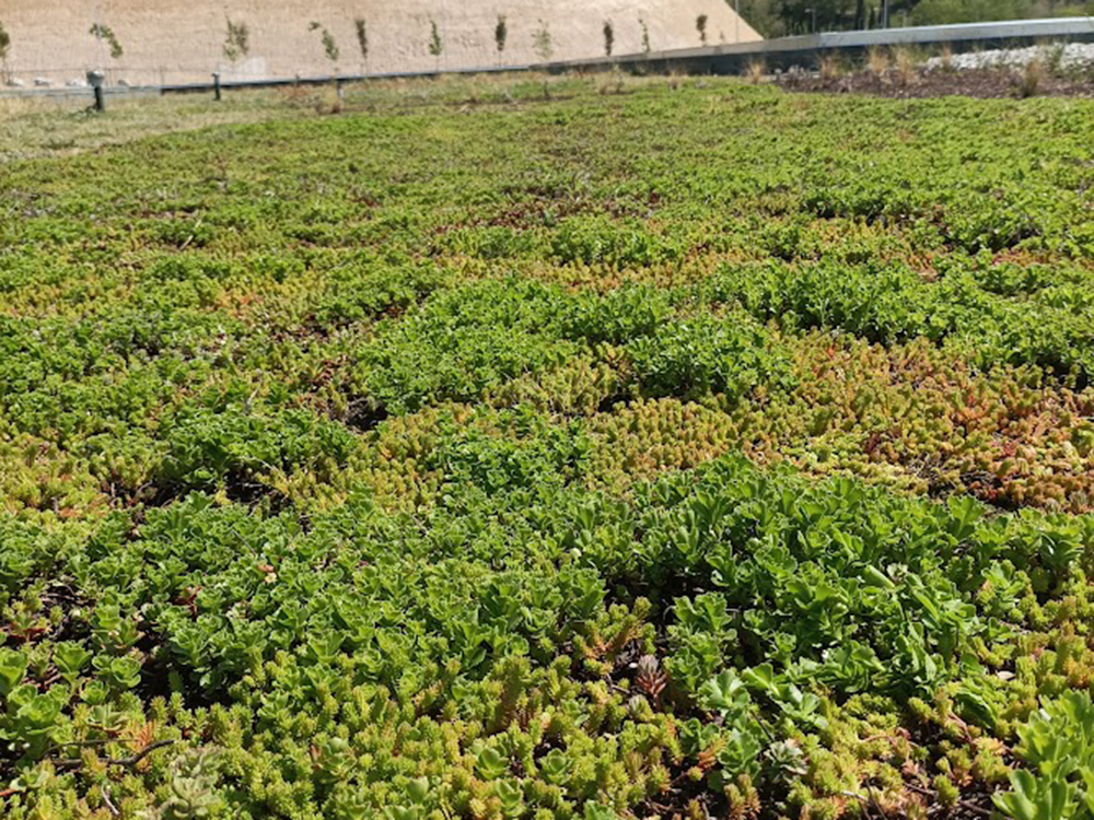 coberta-verda-biodiversa-granollers-2