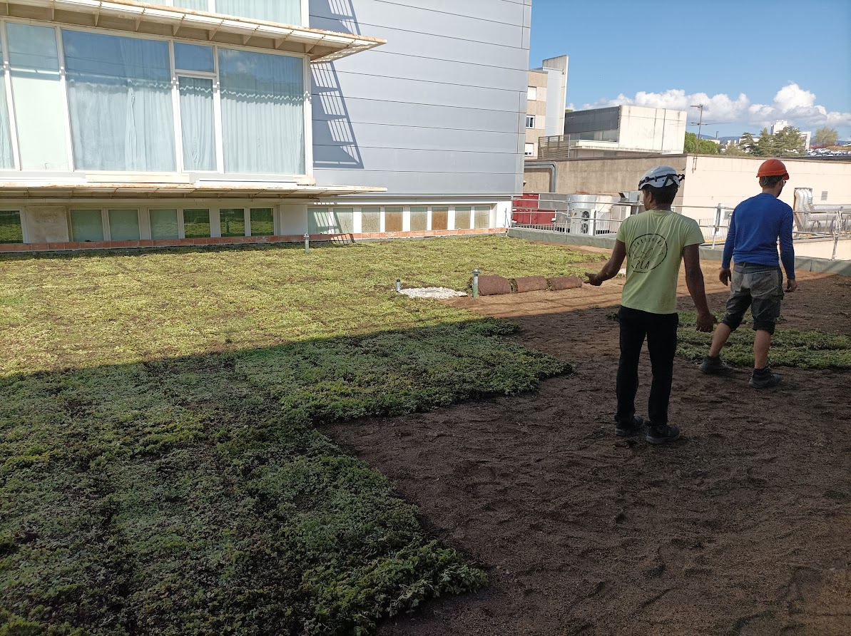 plantacio-coberta-verda